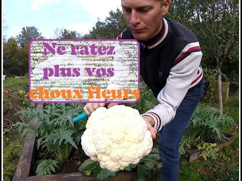 Des choux fleurs magnifiques: astuces et conseils