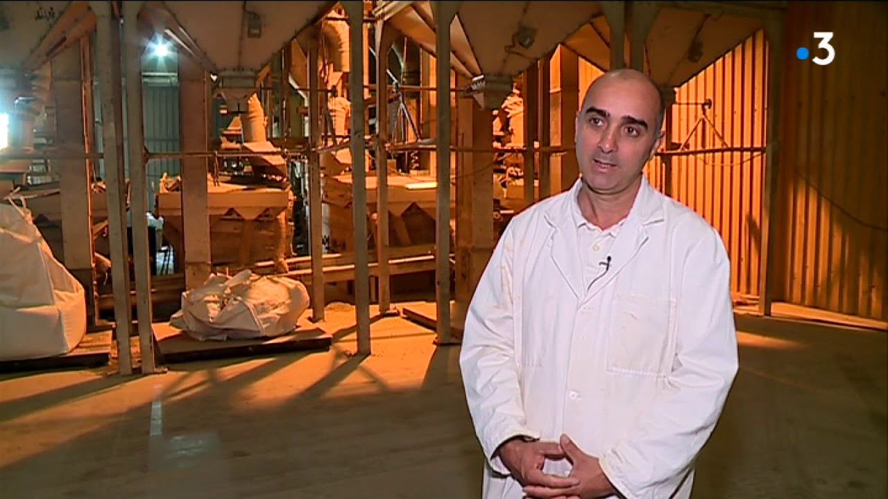 Le pois chiche : la petite plante qui se fait une place dans le Tarn