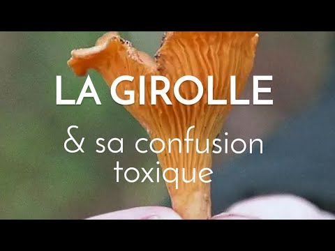 La délicieuse girolle et sa confusion possible toxique