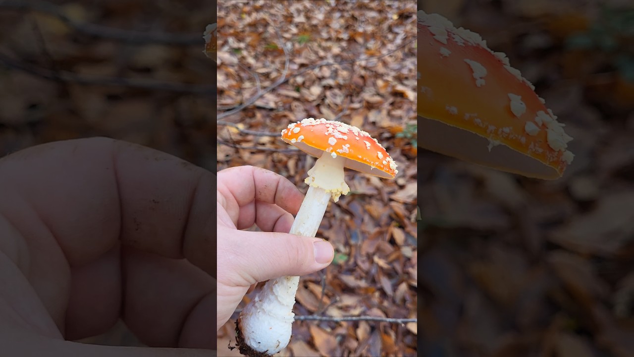 La toxicité par contact #champignon  #educatif #apprendresuryoutube #mycologie #amanitetuemouche