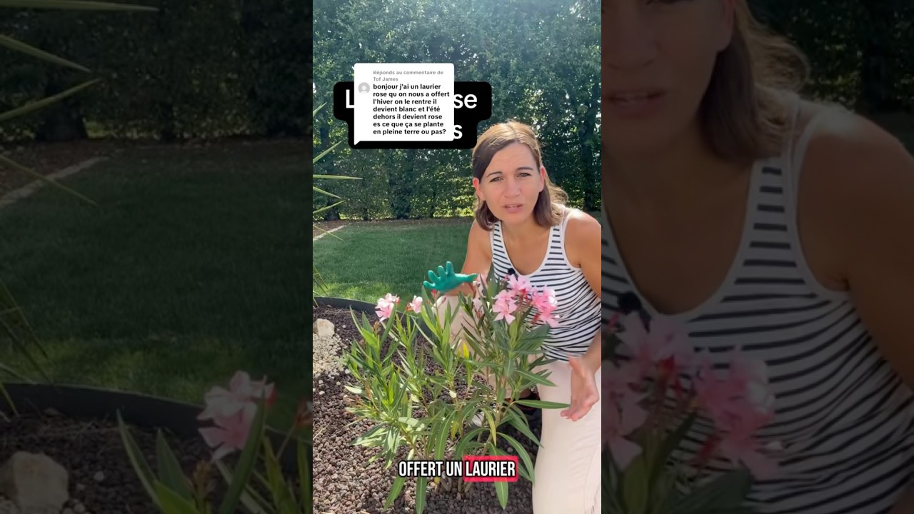 Laurier rose les soins #flowers #plants #laurier #laurierrose #jardin #soins #conseils #garden