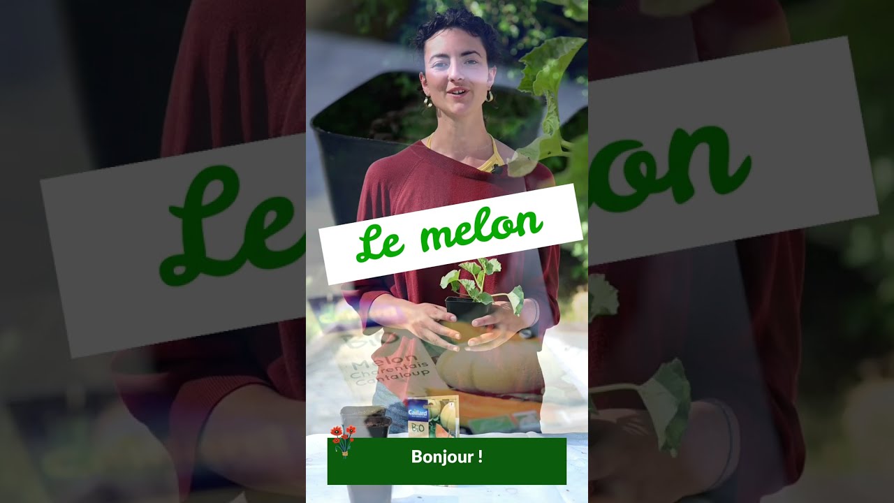 CAILLARD - Tuto d'aide aux semis : comment semer du melon ?