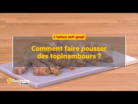 Comment faire pousser des topinambours ? - La Quotidienne la suite