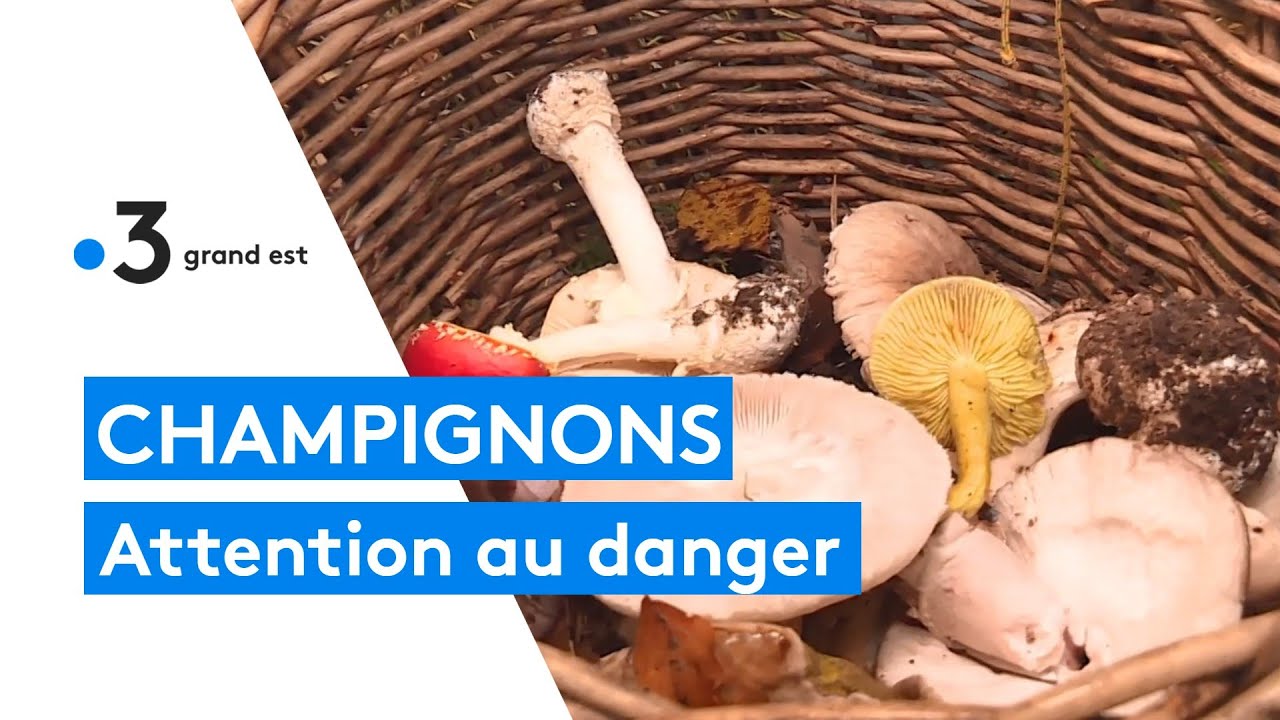 Champignons : attention au danger