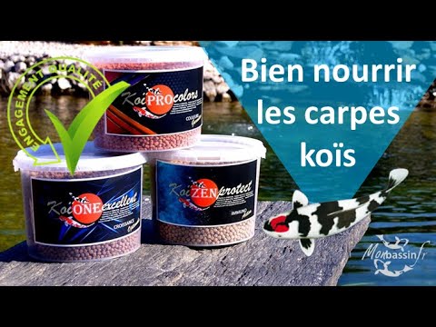 Comment bien nourrir les carpes koïs ?