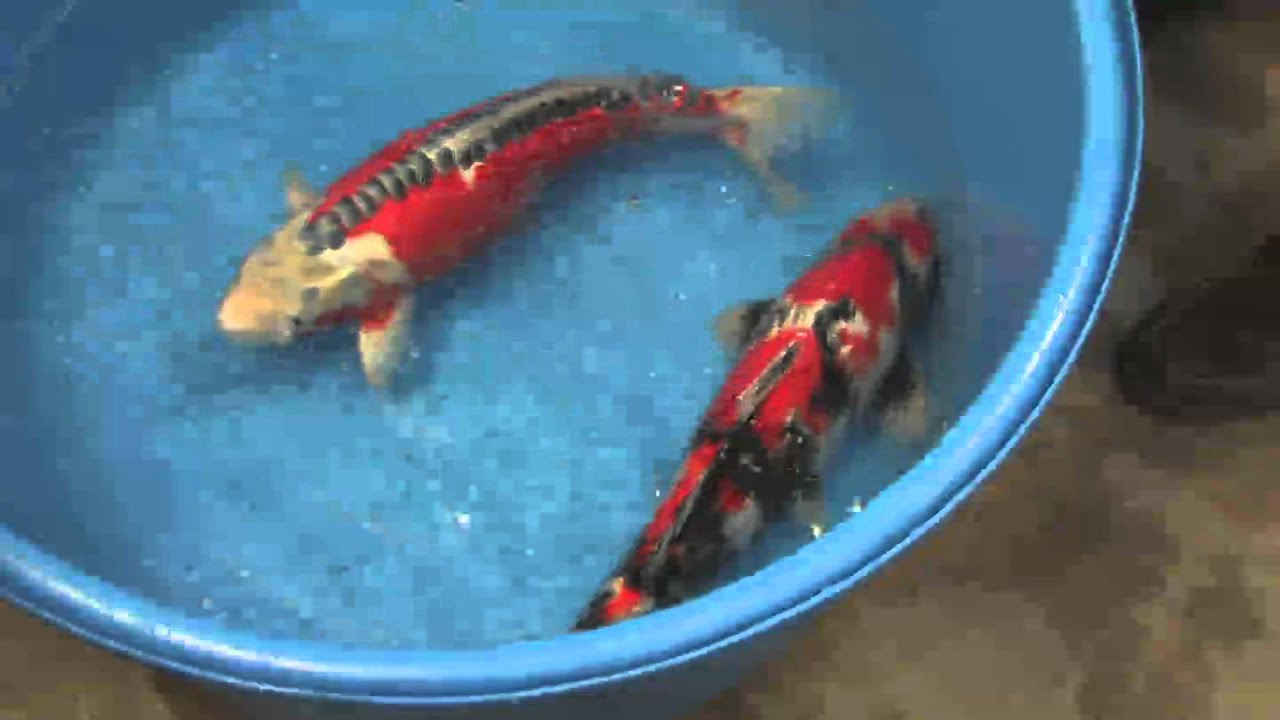 Bien choisir un koi avec Dirk Dewitte