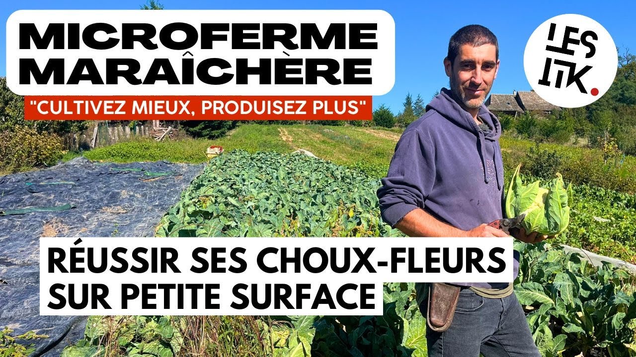 Itinéraire technique du chou-fleur : semis, plantation, gestion, récolte