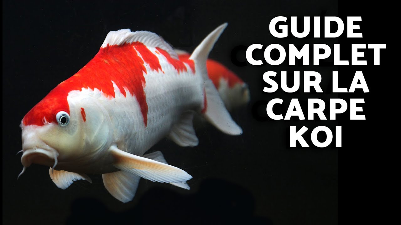 Alimentation et soins des CARPES KOï 🐟🎏 (Guide complet sur Cyprinus Carpio Koi)