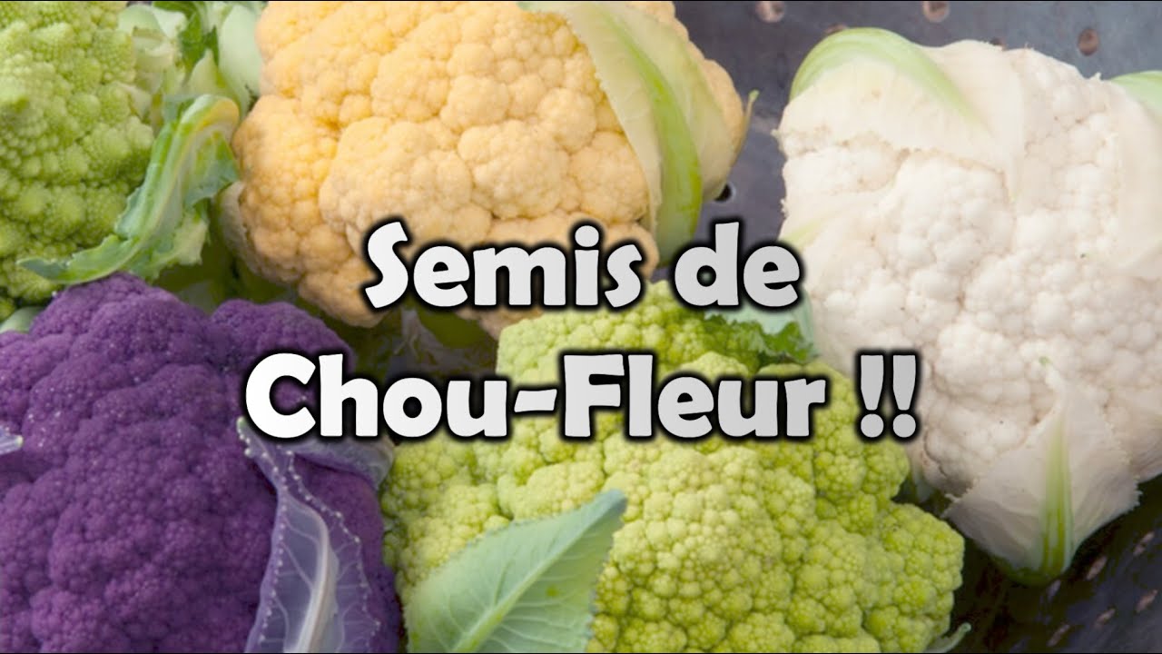 Québec | CHOU-FLEUR | Mes MEILLEURS conseils pour bien réussir ses semis | et plus !