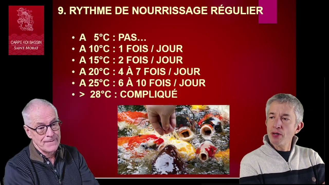 TUTO KOI : Les critères pour bien choisir + New Bowls (spécial fin d’année)