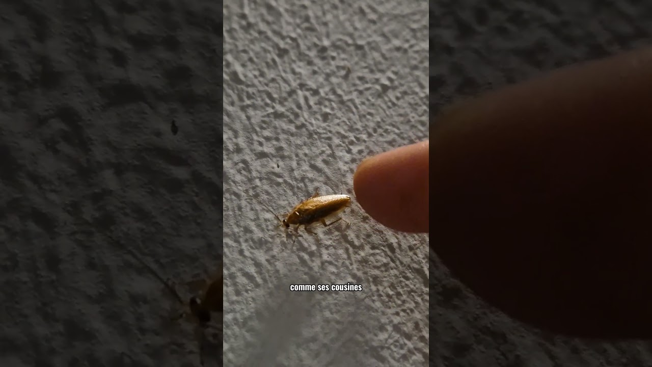 Ce Cafard est Inoffensif pour vos Maisons