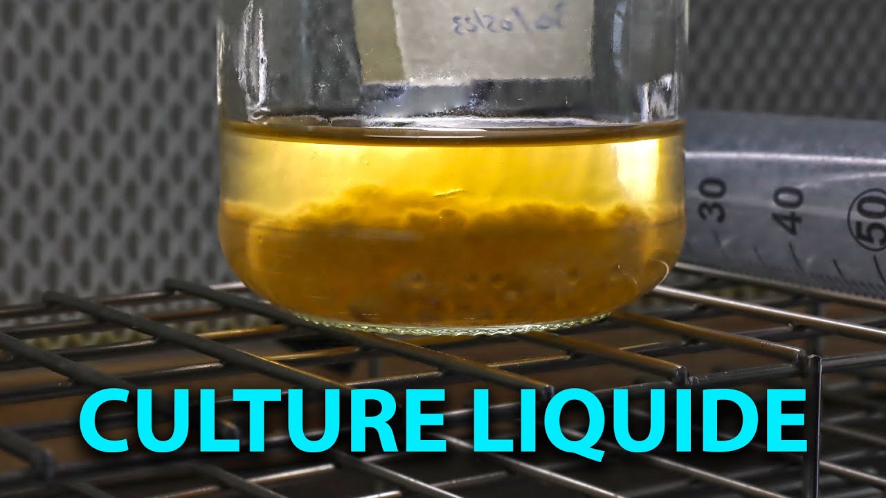 🍄 FABRICATION d'une CULTURE LIQUIDE de MYCÉLIUM [Tuto]