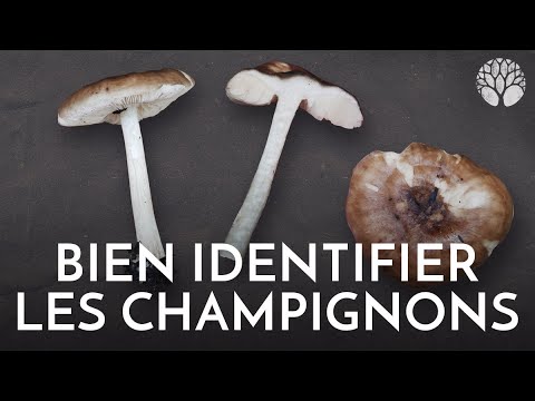 Bien identifier son champignon : exemple de la Collybie