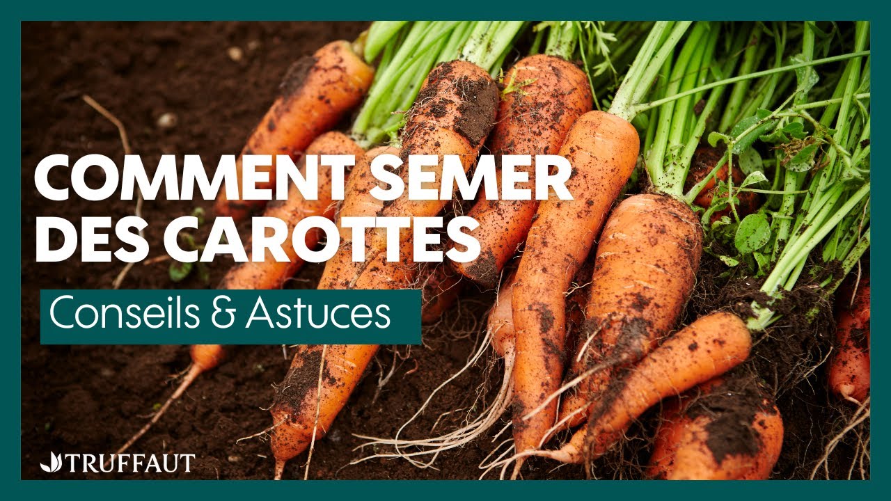 Comment semer des carottes ? - Truffaut