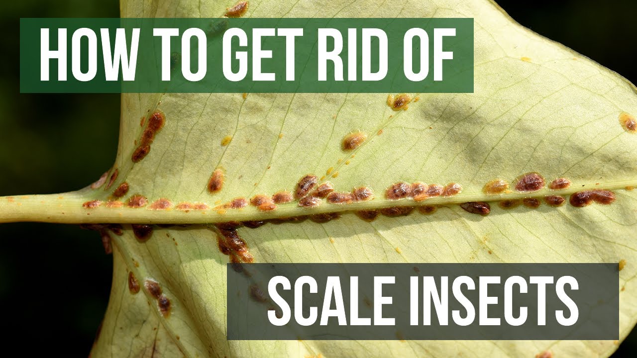 How to Get Rid of Scale Insects (4 Easy Steps)