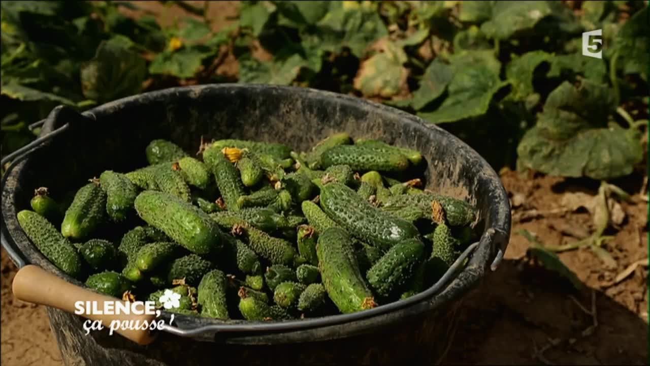Producteurs de cornichons naturels en France - Portrait - Silence ça Pousse