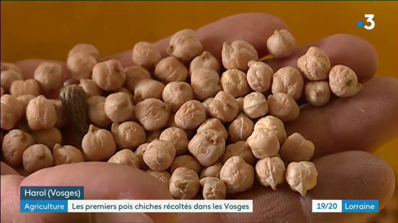 Les premiers pois chiches vosgiens récoltés