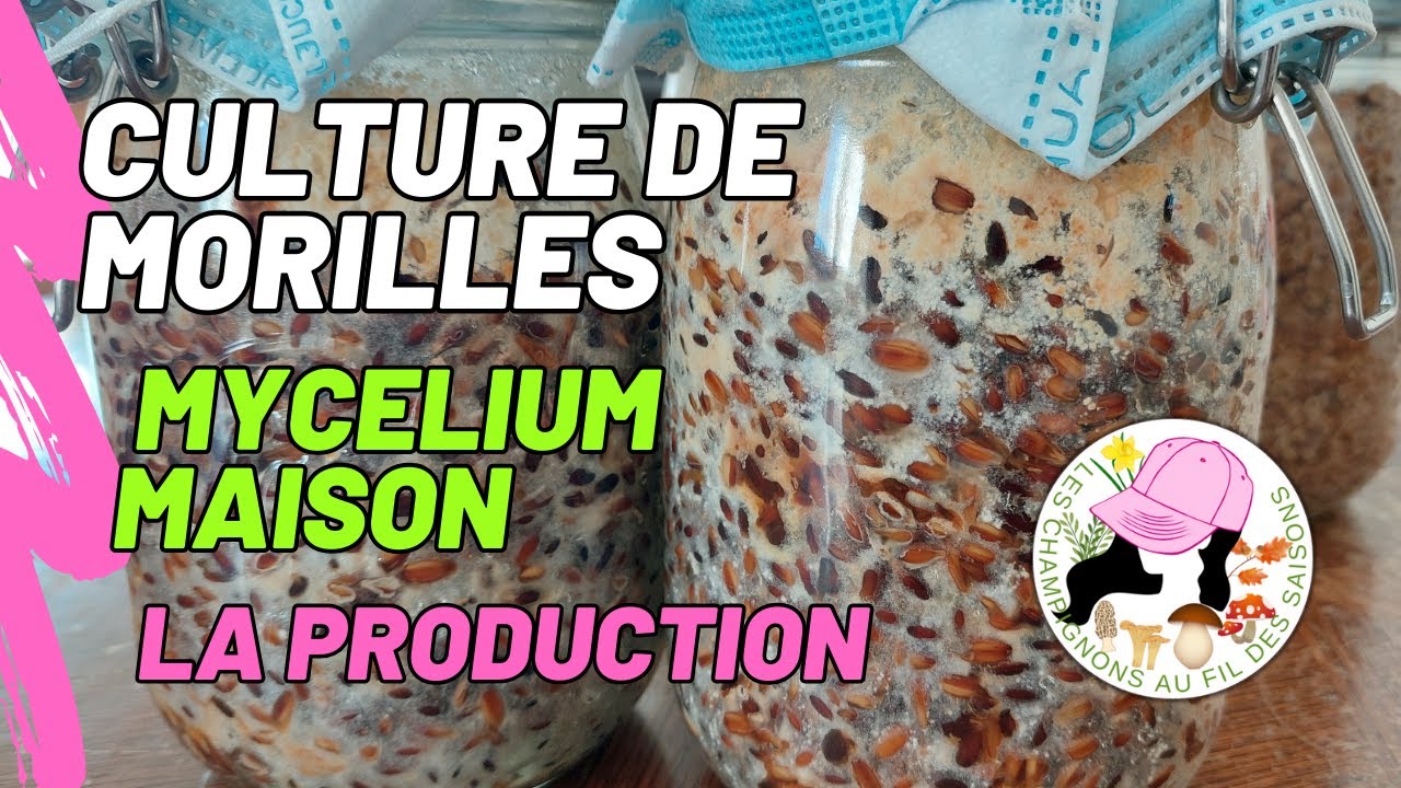 Culture de morilles chez soi : Mycélium maison, des spores au semis, mes étapes, 29/11/2025