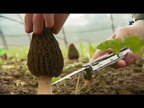 Des morilles françaises, cultivées à l'abri des regards...