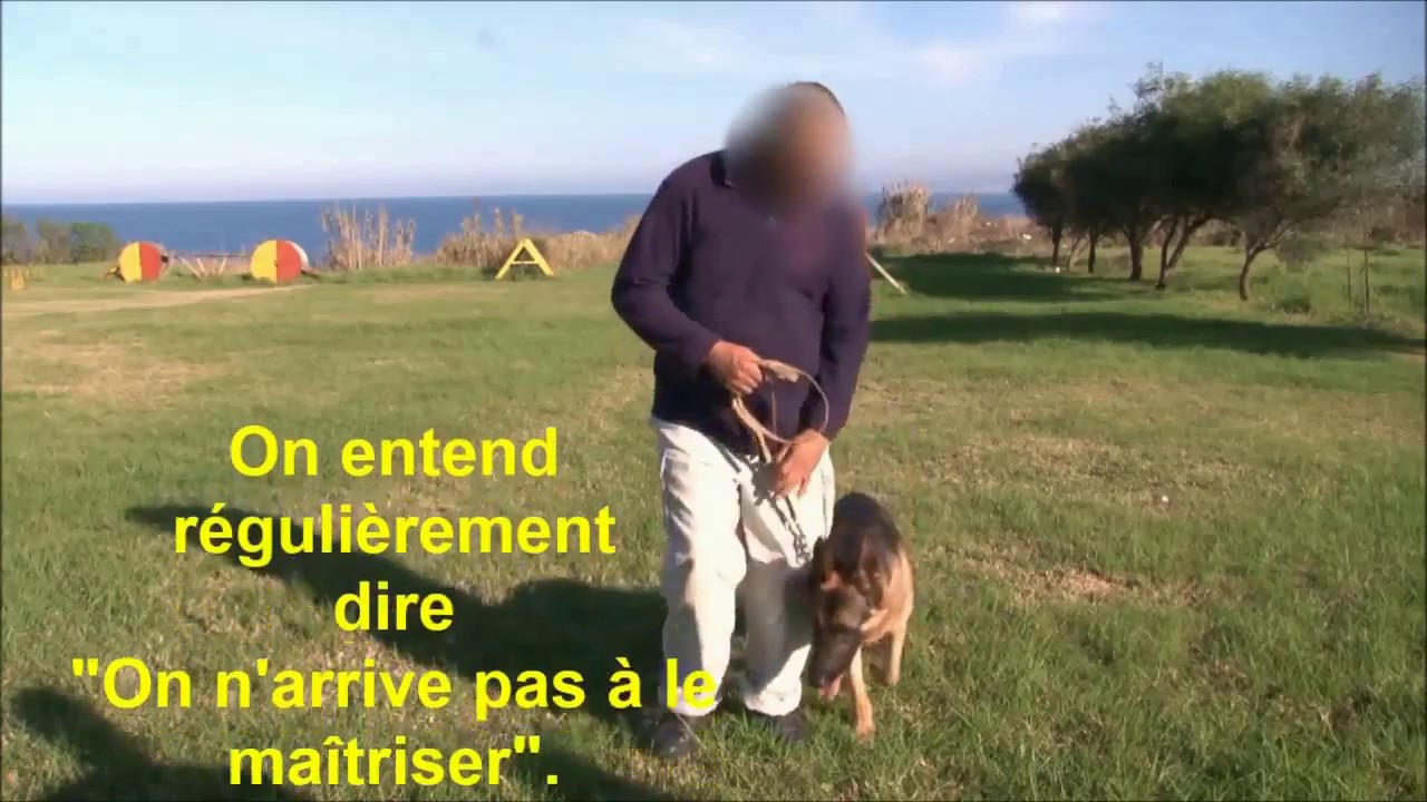 Les méthodes coercitives en éducation canine c'est quoi ?