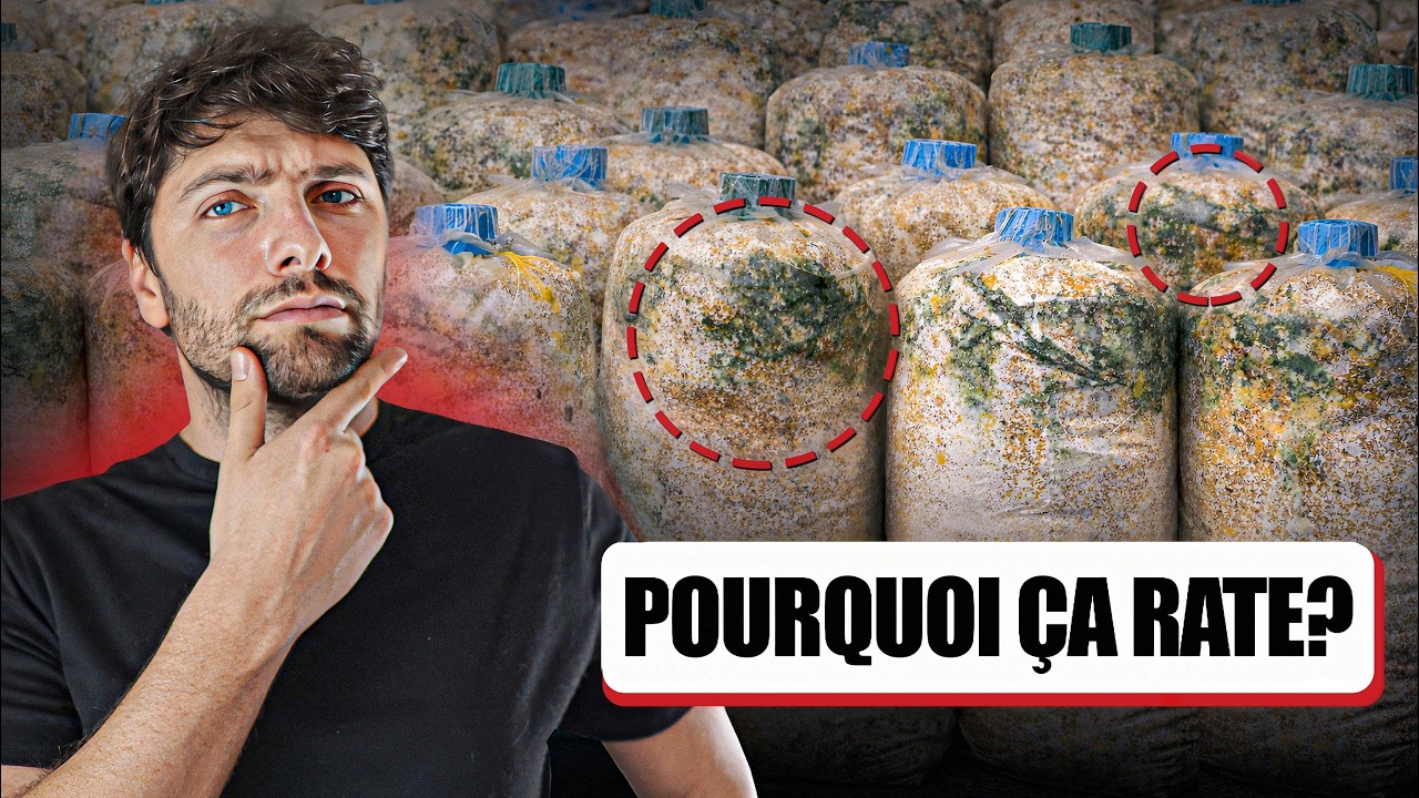 🍄 CONTAMINATIONS en CULTURE de CHAMPIGNONS : les ERREURS qui RUINENT vos cultures