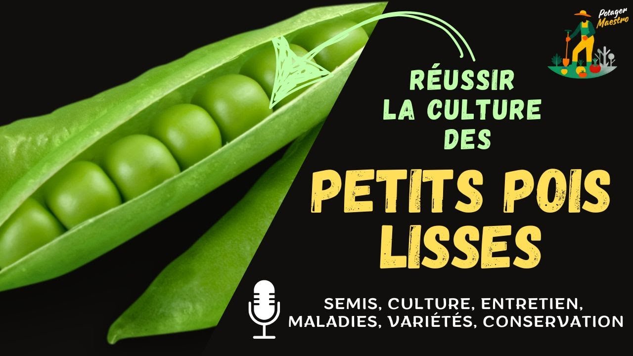 Réussir la culture des petits pois lisses dans votre potager