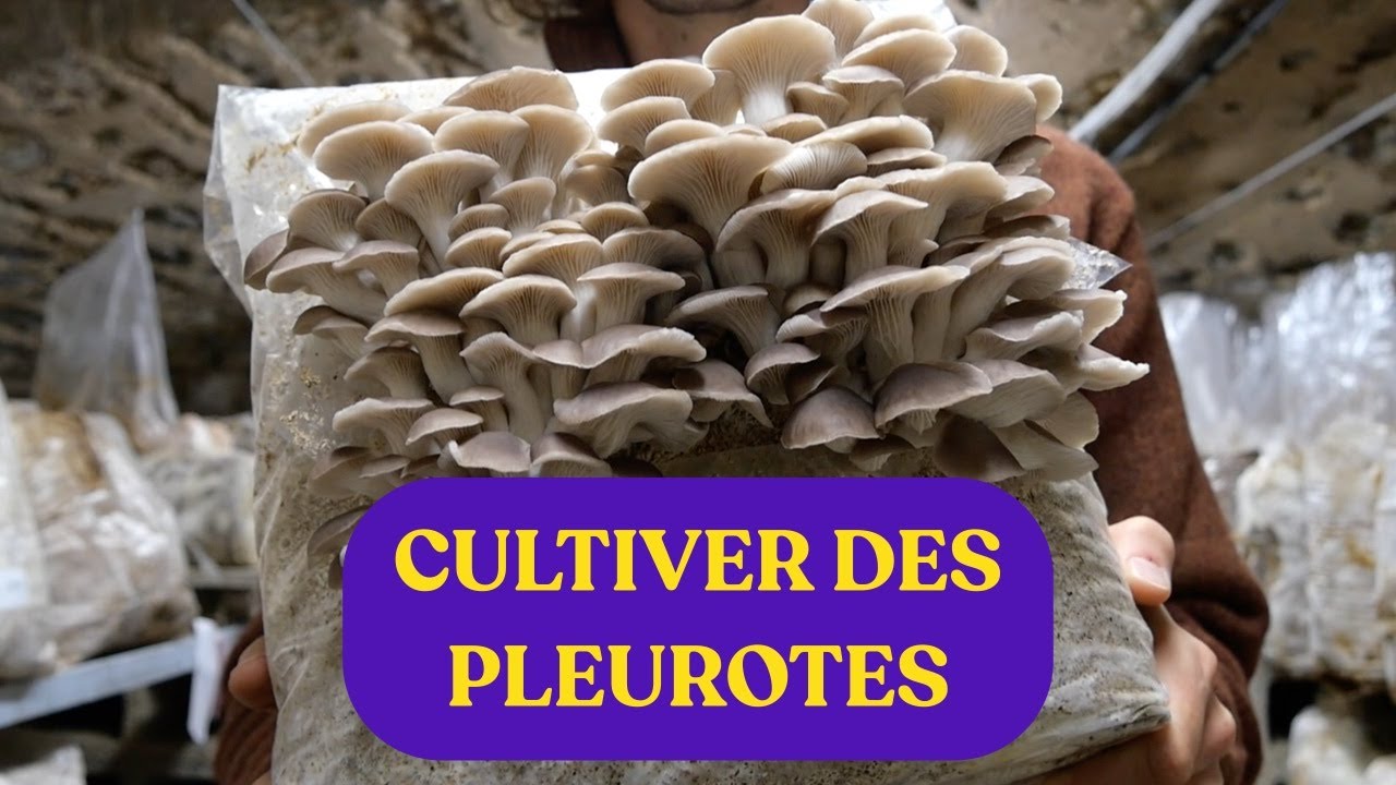CULTIVER LE PLEUROTE GRIS ET PULMONAIRE [Guide Complet]