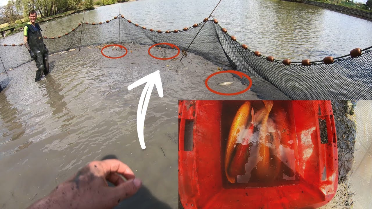Des CARPES koï ? On VIDE un étang ( ça GROUILLE de poisson )