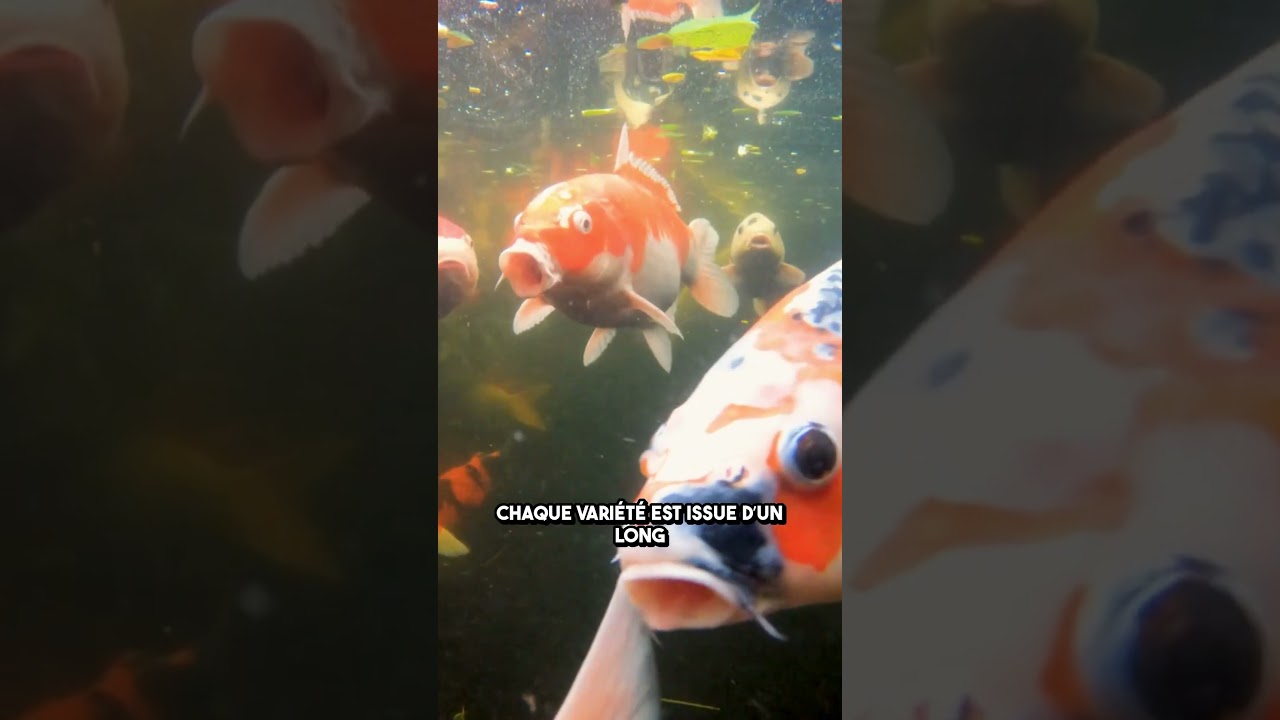 🇯🇵 Koï Japonaise VS 🇪🇺 Koï Européenne : Les vraies différences !  #carpekoi