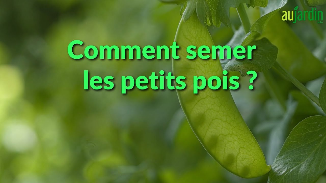 Comment RÉUSSIR le SEMIS des PETITS POIS au POTAGER 😃