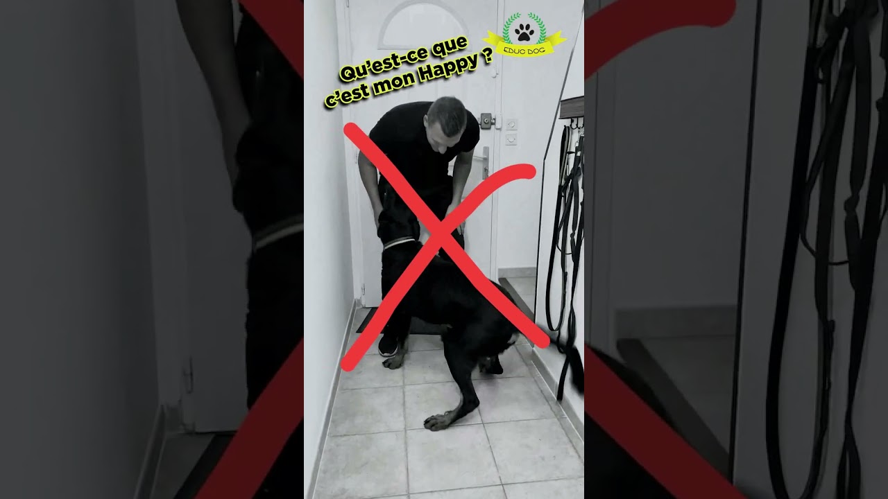 Démo de ce qu'il ne faut pas faire avec votre chien en rentrant à la maison