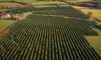 explorez en vidéo la plus vaste sapinière de france, un trésor naturel niché au cœur de la bretagne, et laissez-vous émerveiller par ses paysages majestueux.