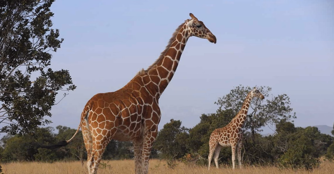 Naissance d&rsquo;un girafon d&rsquo;une espèce en danger critique