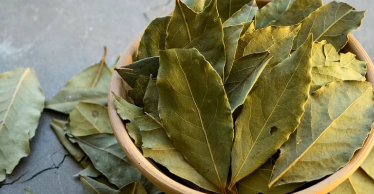 Ramasser les feuilles mortes : cinq outils qui changent tout