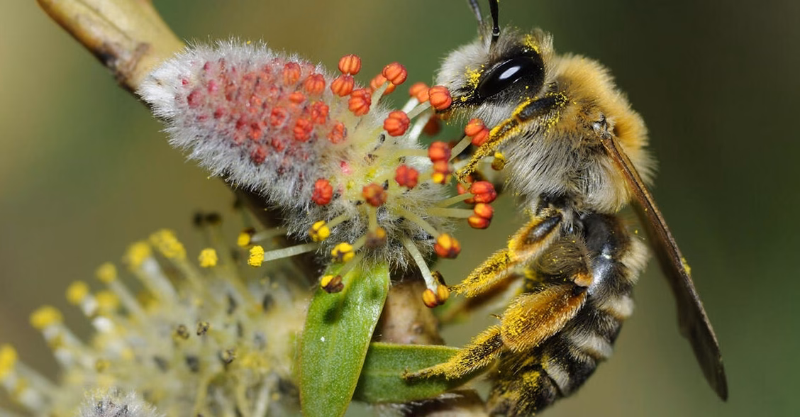 Pollinisateurs : quel est leur rôle dans la nature ?